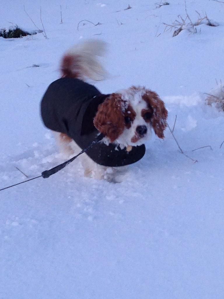 TobyHalftash's tweet image. I did love the snow this year! My new coat is super cool!