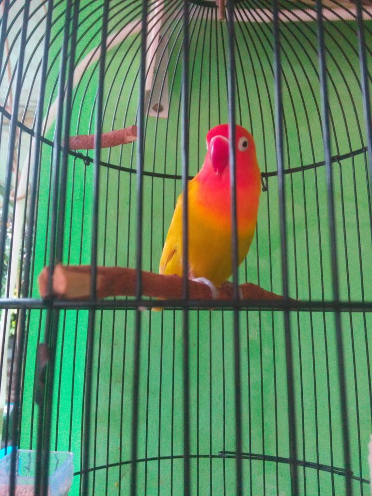 CSetyani2 tweet picture