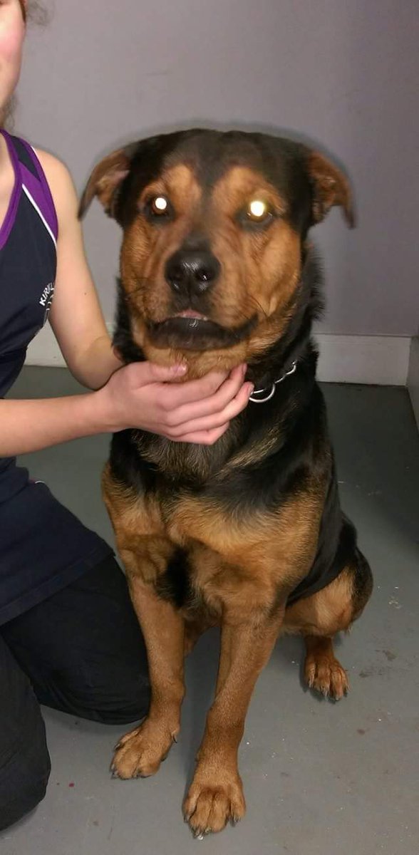 Lost dog found near m606 in Bradford. Very friendly, out of date microchip details. Please spread the word.
