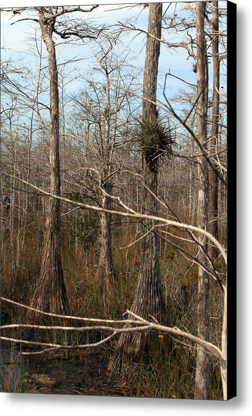 VortexGallery's tweet photo. New artwork for sale! - "Cypress Trail" - http://t.co/TNGvNLl4co @fineartamerica http://t.co/B6ifcpSWGw