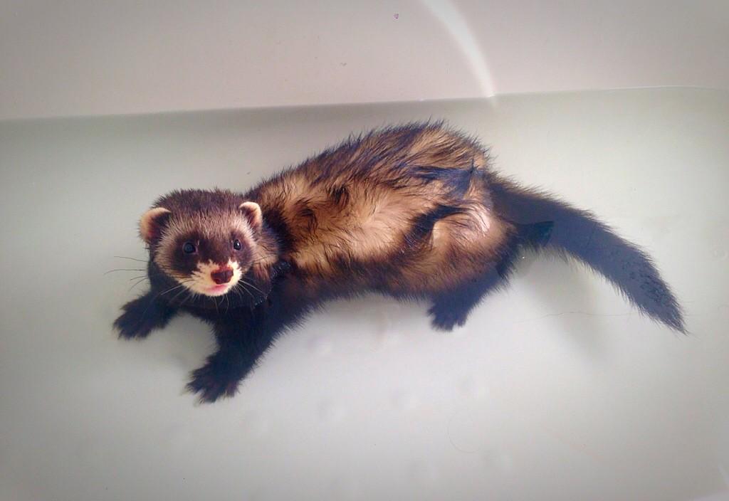 kararosser's tweet photo. Bathtime 😍 http://t.co/TRAeXpQYCs