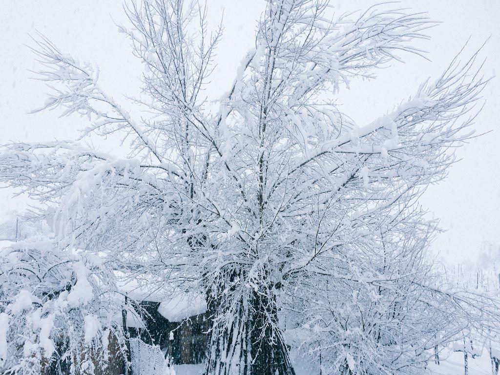 Pasquale_Paparo's tweet photo. Quiete... #NeveModena #NeveMo #Neve #CastelvetroMo http://t.co/i8xqXGvGL9