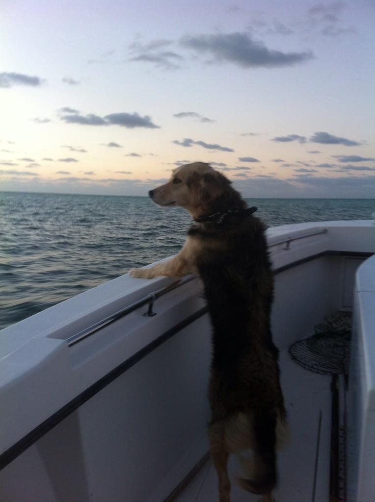 barbiedoll_eyw's tweet photo. This #fishchick is  #offthedock w #boatdog Chloe, @fishmekeywest and a charter #gonefishing http://t.co/VOXdywq44o