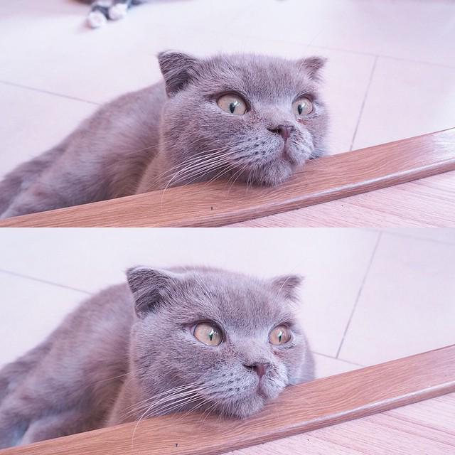 IG:mintchyy time spent with cats is never wasted🐱☺️