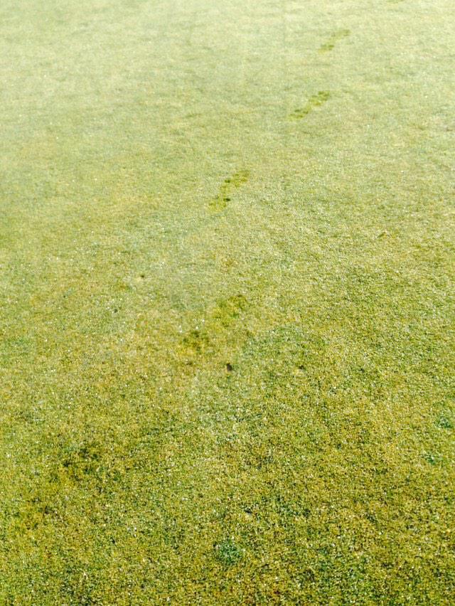 adizero golf shoes banned