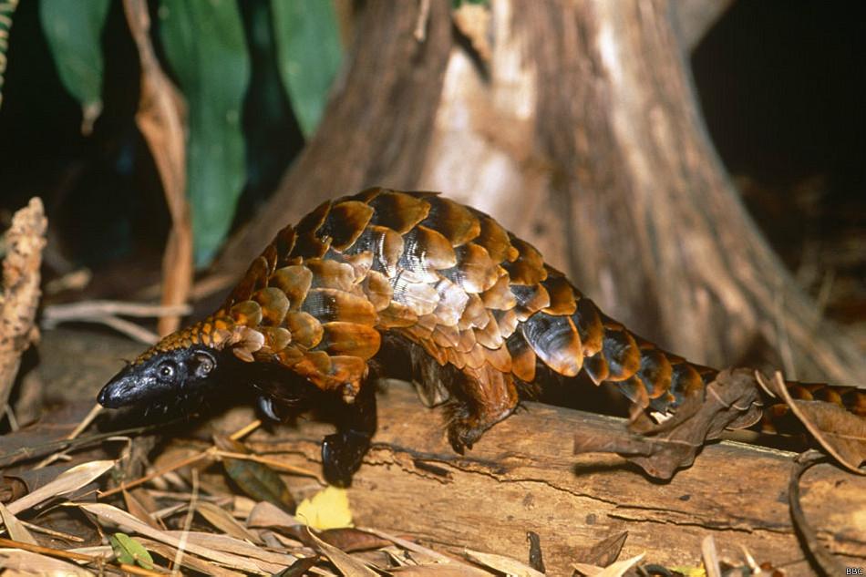 Conheça o mamífero mais traficado do mundo - BBC News Brasil