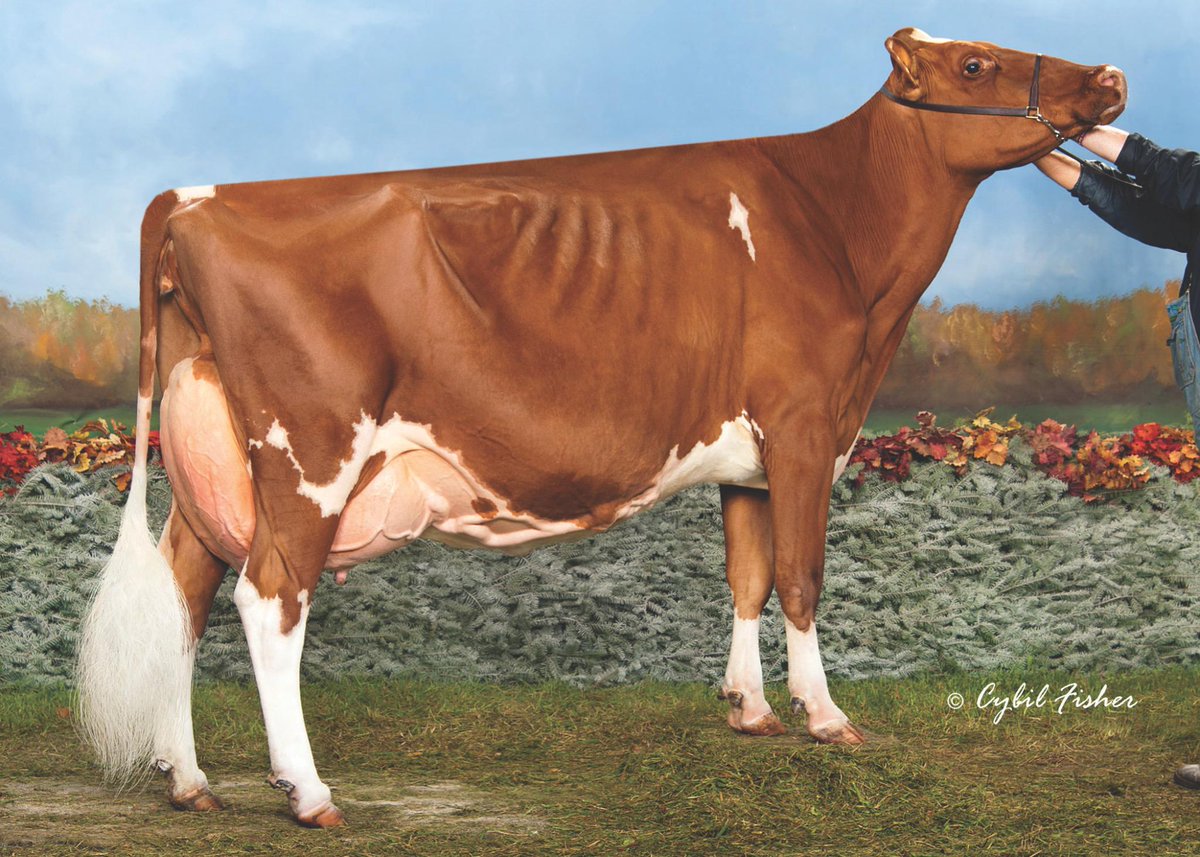 MS Delicious AppleRED EX94 (With images) Holstein cows, Red and