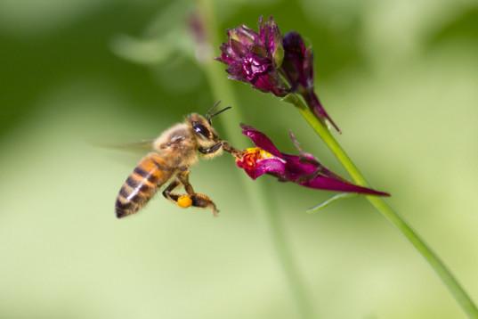 inhabitat's tweet photo. What an ambitious plan to save the bees! http://t.co/q38LEQajm8 http://t.co/ygzH0yK6io