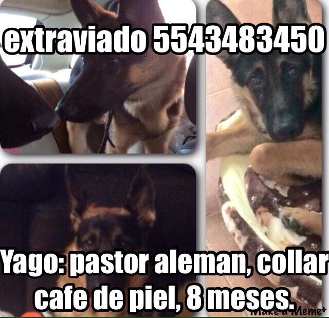 lalozed's tweet photo. Ayúdanos a encontrar a Yago, se perdió ayer en la condesa... Por favor si lo has visto ayúdanos a que regrese a casa http://t.co/BiMhBoIw39