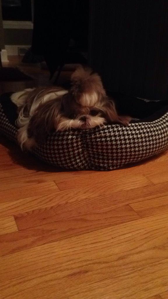 puppymae's tweet photo. Jay-Z featurin' Lay-Z (dats mei) #wrap http://t.co/M3Qk2moOEq