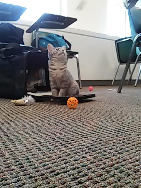 Katherine_CaSs's tweet photo. kittens at #hackCWRU15 @HackCWRU http://t.co/roCozIrnWp