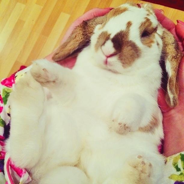 I hates when Momma leans me over to check my bot-bot!! She thinks I look adorable though... 😍