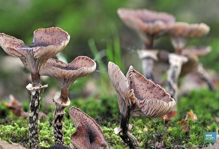 BBCEarth's tweet photo. Don’t let their small size fool you. Fungi are capable of mind-blowing feats. http://t.co/OrZuBqGoY1 http://t.co/TMNeeviaPl