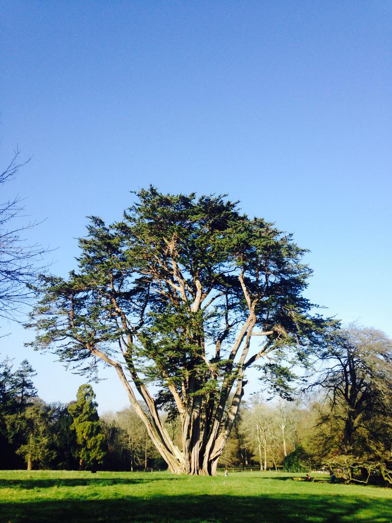 kirstienewton's tweet photo. @PencarrowHouse fabulous day for Snowdrop Sunday :) http://t.co/2uf18TVrIX