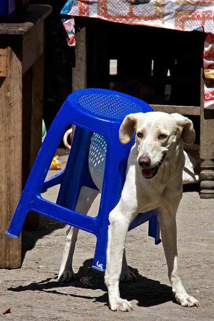 CritterJoes's tweet photo. Pic of the Day | Critter Joe's https://t.co/Gthb5pwAgv #pethealth #LEDCollars #critterjoes #petnews #ledleash https://t.co/5s0B3FhA6t