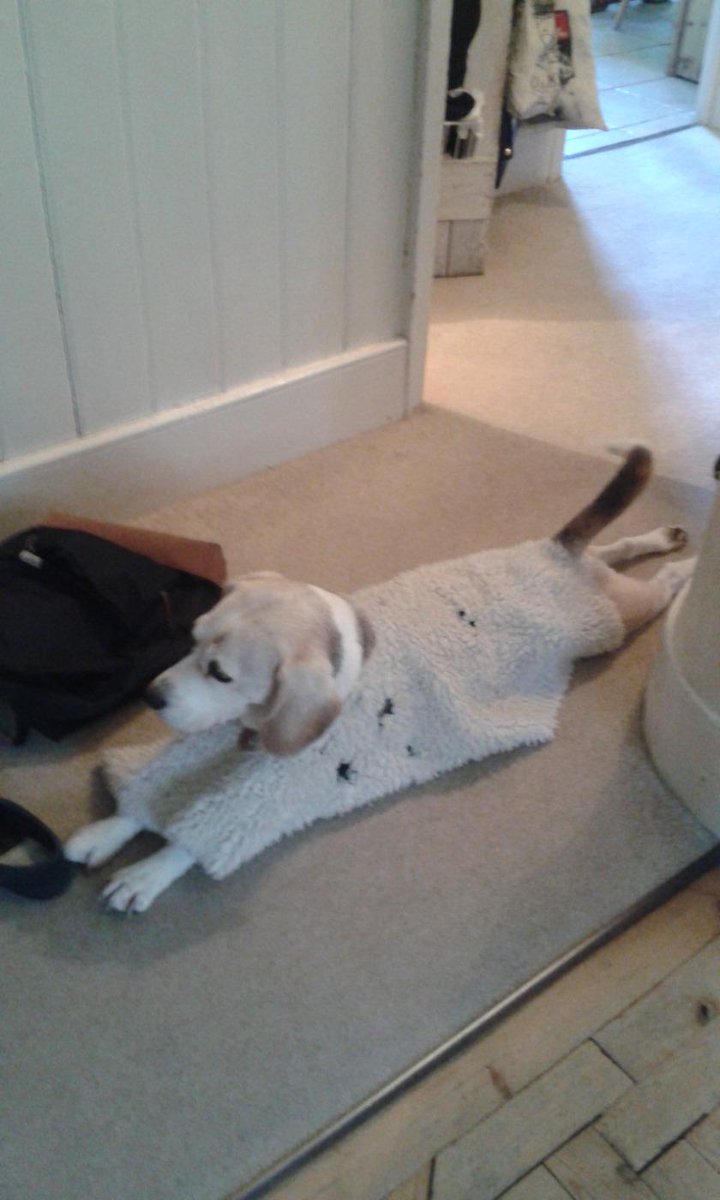 Wearing my cool poncho around the house! #inventivebeagle #diybeagle