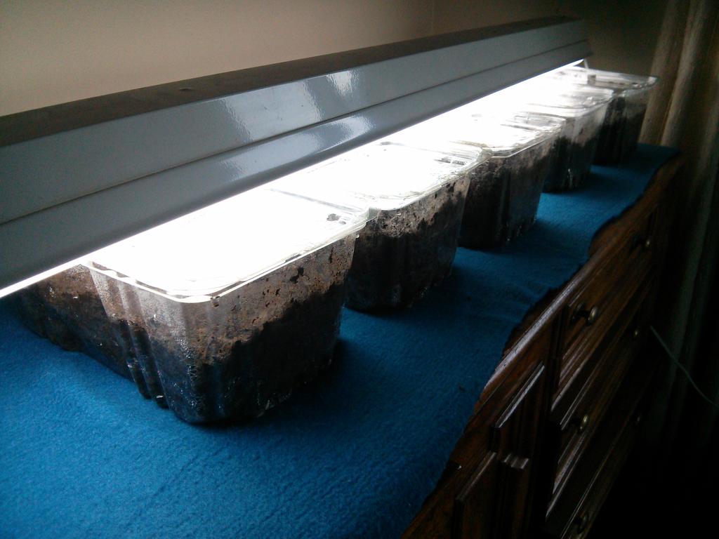 AmCraftware's tweet image. My seed starters are reused packaging for mixed greens from Costco.  The light lays on top and warms the soil.