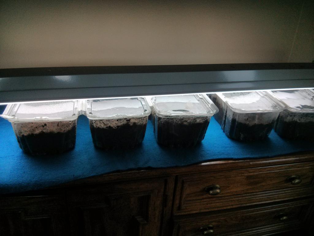 AmCraftware's tweet image. After the seeds germinate, I add a second light to the top.