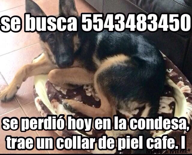 “<a href="/pamelitaosorio/">Pamela Osorio</a>: <a href="/marthadebayle/">marthadebayle</a> Por favor ayudan con un RT se perdió ayer ”