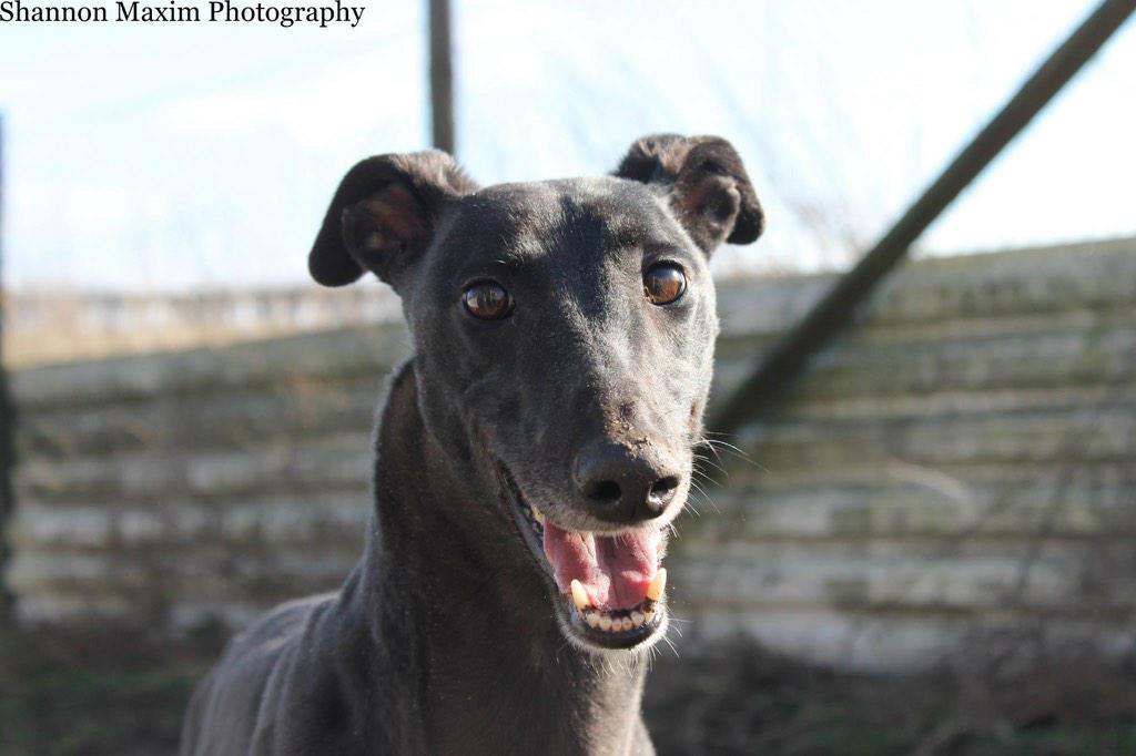 Hampshire Greyhound tweet media