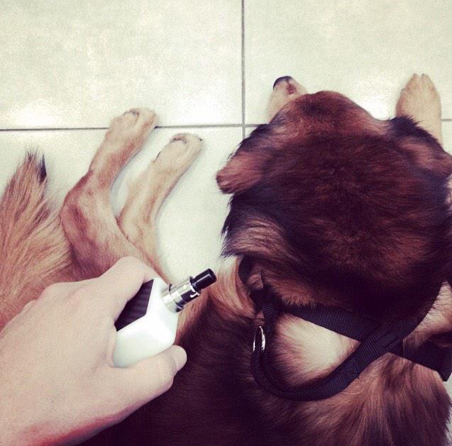 VapesAreUs's tweet photo. Puppies and vapes! #dog #puppy #vapefam #vapelife #vape #vapeing http://t.co/Lqz1JPe4nh