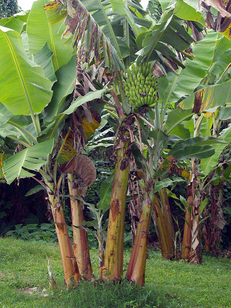 hanamauitour's tweet photo. One of the fastest growing trees on earth... #Maui #bananas #roadtohana #luckywelivehawaii
http://t.co/jCb9BJFLs7 http://t.co/cDwOaPVf3d