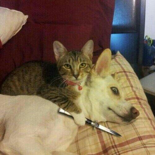 CuriosoTwit's tweet photo. 2 latas de atún o el perro muere. JAJAJAJAJA http://t.co/0B6xzG5KE9