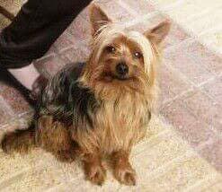 juancagomezjaut's tweet photo. Golfo sigue perdido.. Y la ultima vez que se le vio fue por Añora!!Por favor si lo ven o saben algo de él contacten!! http://t.co/JqCP0Wfm0j