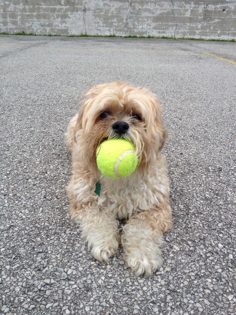 Rest in peace to the best friend I could have ever asked for. Love you and miss you so much already bear. ❤️