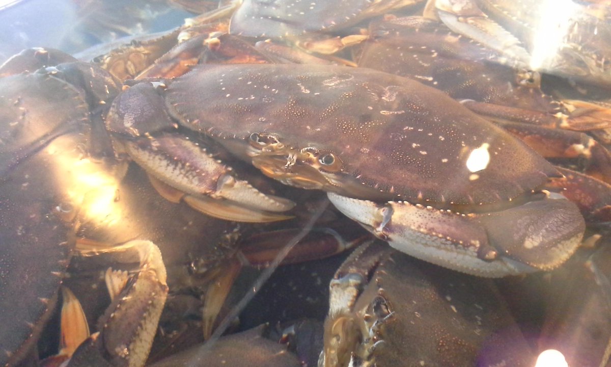 Live Dungeness #freshcoast