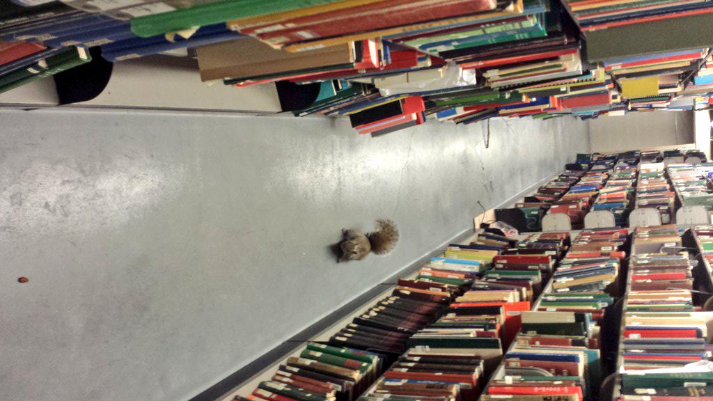 UofTStudentLife's tweet image. “@skidwayy: There is a squirrel looking to sign out some books at @GersteinLibrary http://t.co/7gGC4UIlmd” More #JoyAtUofT!