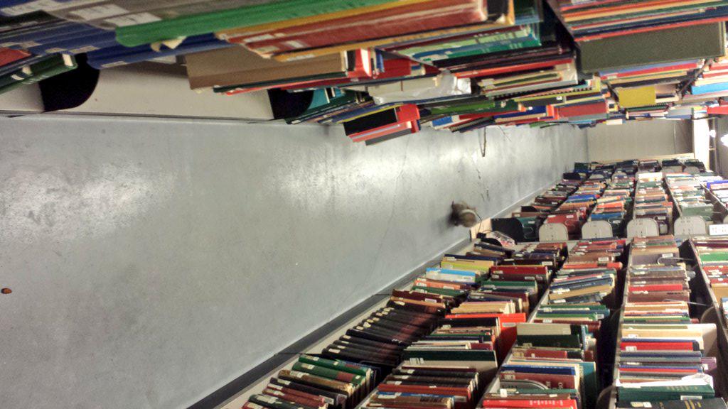UofTStudentLife's tweet image. “@skidwayy: There is a squirrel looking to sign out some books at @GersteinLibrary http://t.co/7gGC4UIlmd” More #JoyAtUofT!