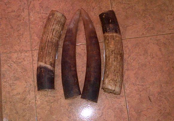 NoAnimalPoaching! tweet media