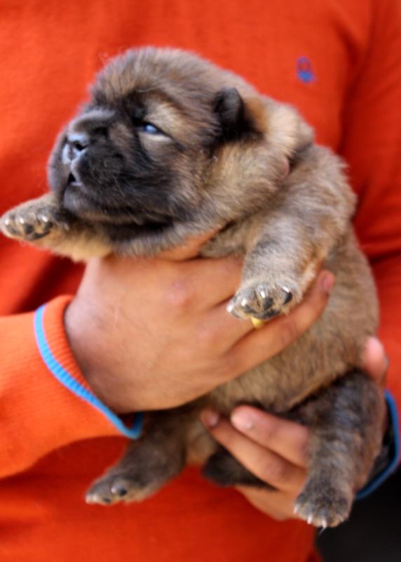 Going to pickup the newest addition to the Malik Family.....My Dog - Handsome :)

Welcome my son !!!