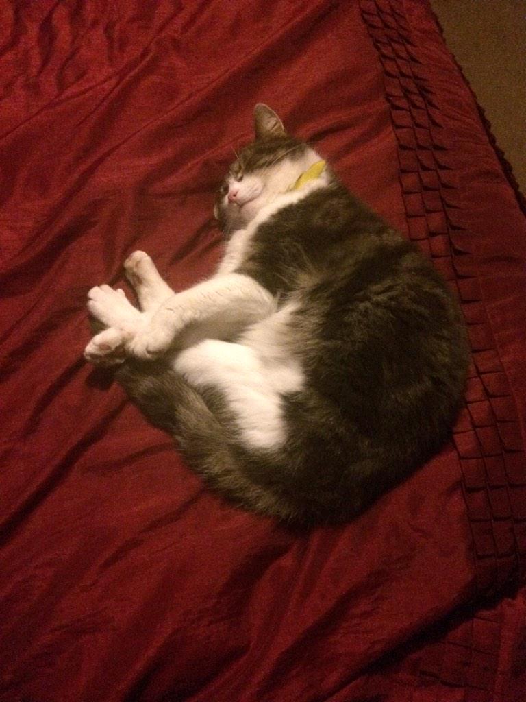 LeoTheKitty1's tweet photo. Happy #snugglesunday anipals #wlf http://t.co/dauWvKoMSo