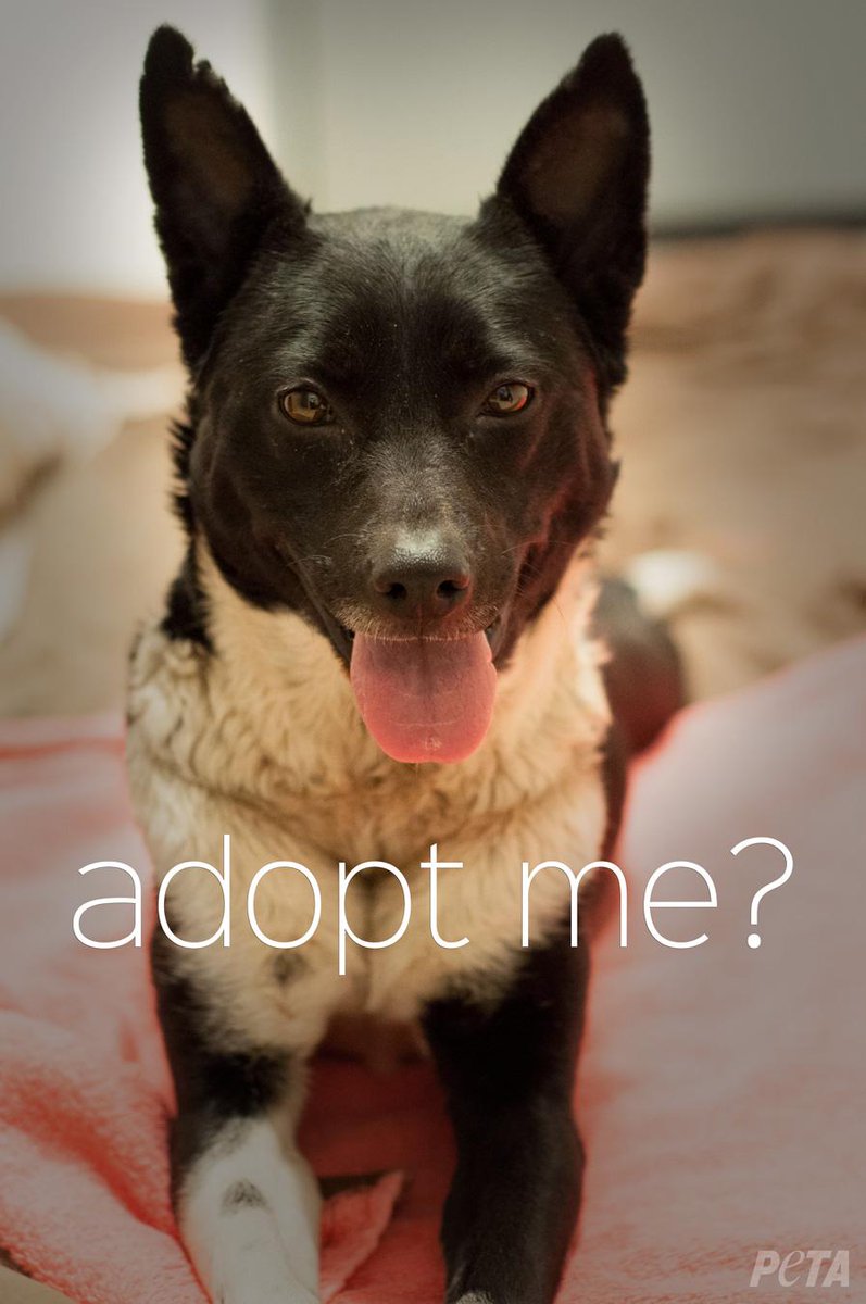 peta's tweet photo. I'm Kora!

I used to live on a chain😢

Now I ❤️ snuggling ☺️ http://t.co/qkDzg4WJYn 

Help me find my #ForeverHome! http://t.co/3FLKxgxtMT