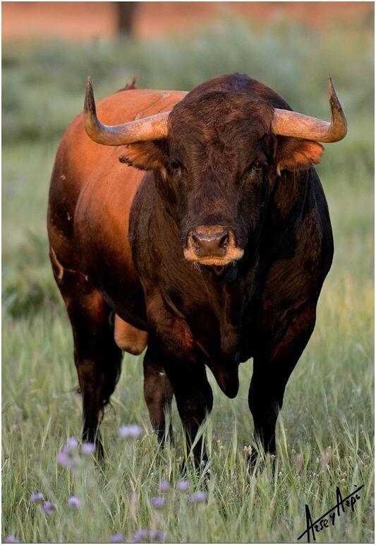 Hay vacas que no crían toros... LOS DIBUJAN!  Vaya FOTÓN de <a href="/ArseyAzpi/">PorlasRutasdelToro</a>