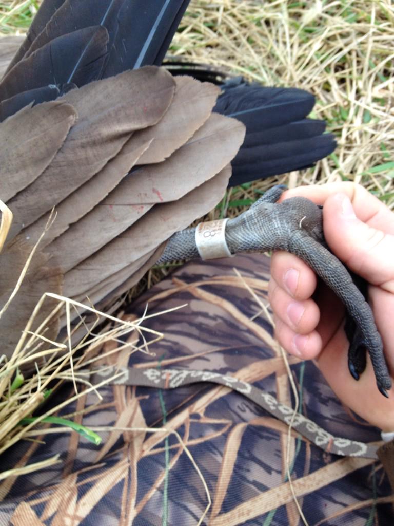 SWMOWinglockers's tweet photo. Who likes a little added bling to a bird!? http://t.co/NFUukQLna9