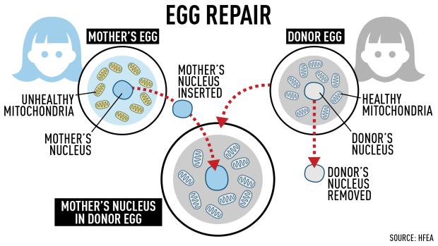 surrogacycanada's tweet photo. CBC's Dr. Peter Lin explains benefits, risks of 3-person babies.http://t.co/ftHJpQ4cfP #ivf #3parentivf #mitochondria http://t.co/1vvI6IY4S0