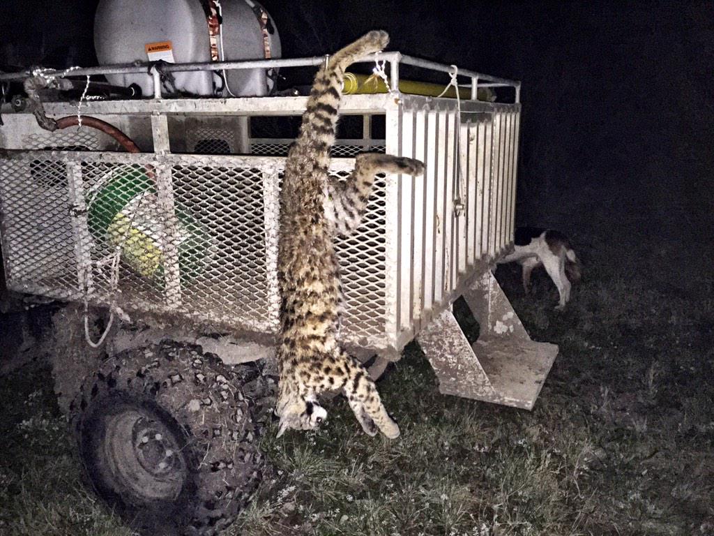 tv_wild's tweet photo. Cat I caught about half hour ago. Cool spots. #thesportsmanschannel #wildliferstv #houndsandhunting http://t.co/zMOLrL35kw