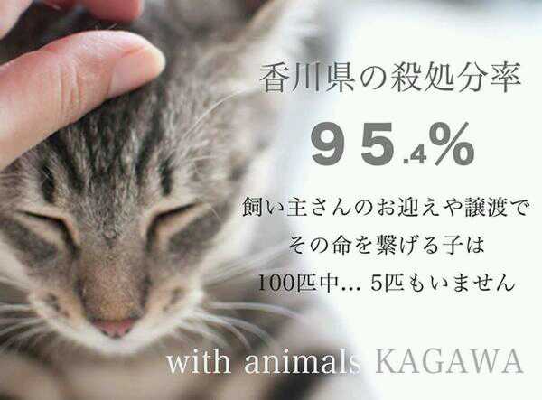 with_animals_k's tweet photo. 本日開催！
【第１９回】犬猫waKワク譲渡会☆日時：平成２７年８月２３日(日)１６時～１９時 場所：うたづ臨海公園 西駐車場海側のあずま屋 当日犬猫のお渡しは致しません予めご了承ください http://t.co/t1ra5KjIMT http://t.co/Wos3aYM3j7