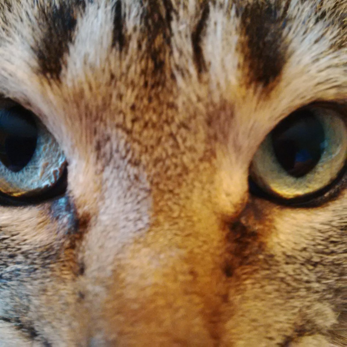 KimCornwall's tweet photo. Love my crazy 
Cat! Likes playing hide ans seek http://t.co/FtZiwh6iVd