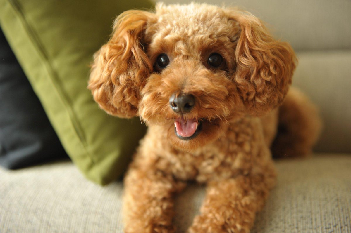 ntoshi6301's tweet photo. 今日は朝からとても寒かったですね
寒い中、我が家の犬にせがまれて震えながらの散歩に行ってきました
帰りはホカホカになり気持ちよかったです。(*^。^*) http://t.co/W0UgrwIJYM