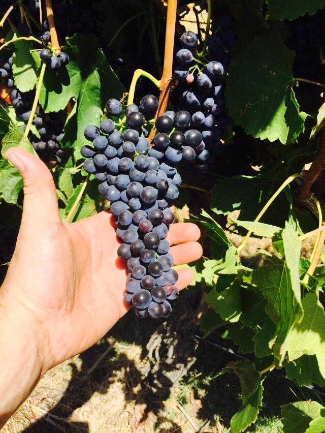 Shiraz table grapes any one??! Happy vintage to all wineries in the Yarra Valley and across Australia #vintage15