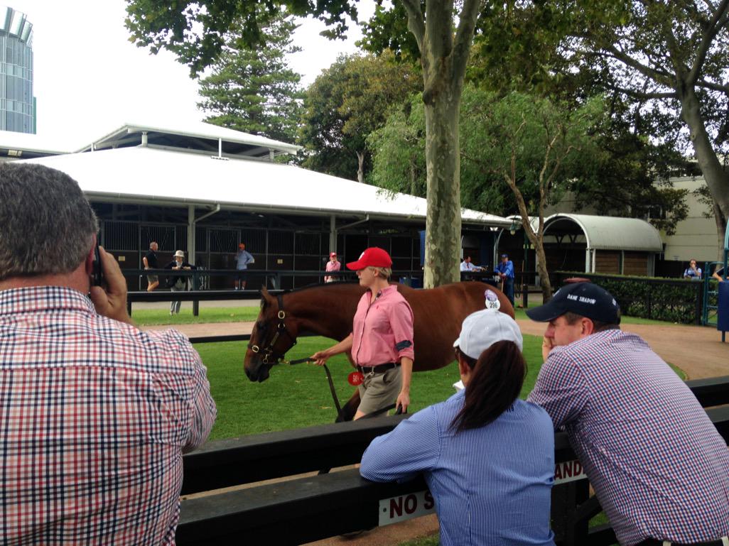 RosemontStud's tweet photo. Two of the best judges all over #lot296 @paulinealixalix @KitchwinHills in the @inglis_sales back ring!! http://t.co/sESy4j9jOZ