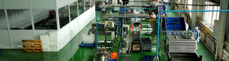 Монгол залуус бид Евро стандартыг бүрэн нэвтрүүлж, эрүүл монгол ногоо жимсийг боловсруулан танд хүргэж байна