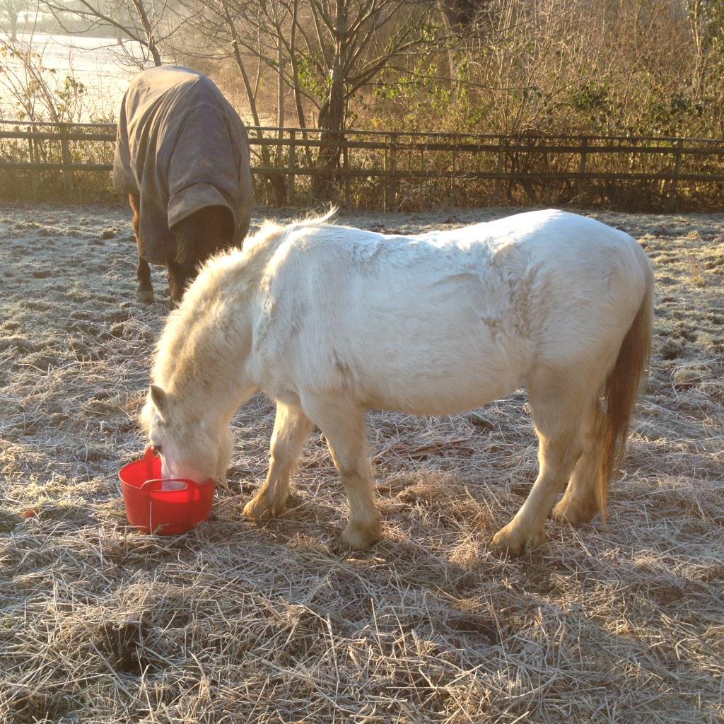ISOTheGoodLife's tweet photo. Time to start loosing weight for Casper! (And me..) #insearchofthegoodlife http://t.co/AaZ1Flcy6c