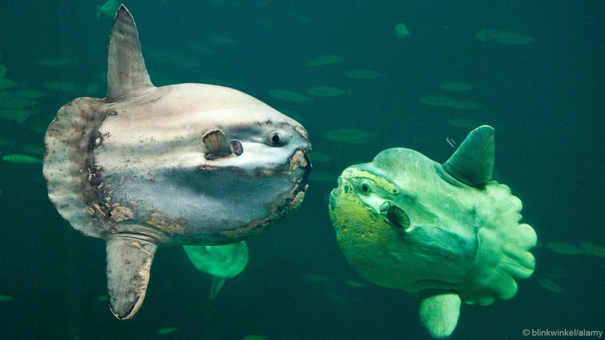 Giant sunfish reveals its sunbathing secrets bbc.in/1DvS2TF #oceans #research #Sunfish #MolaMola
