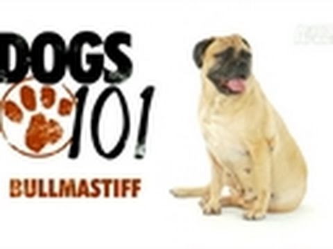 EMA2TRADE2's tweet image. Dogs 101- Bullmastiff vid.staged.com/uqyn #staged