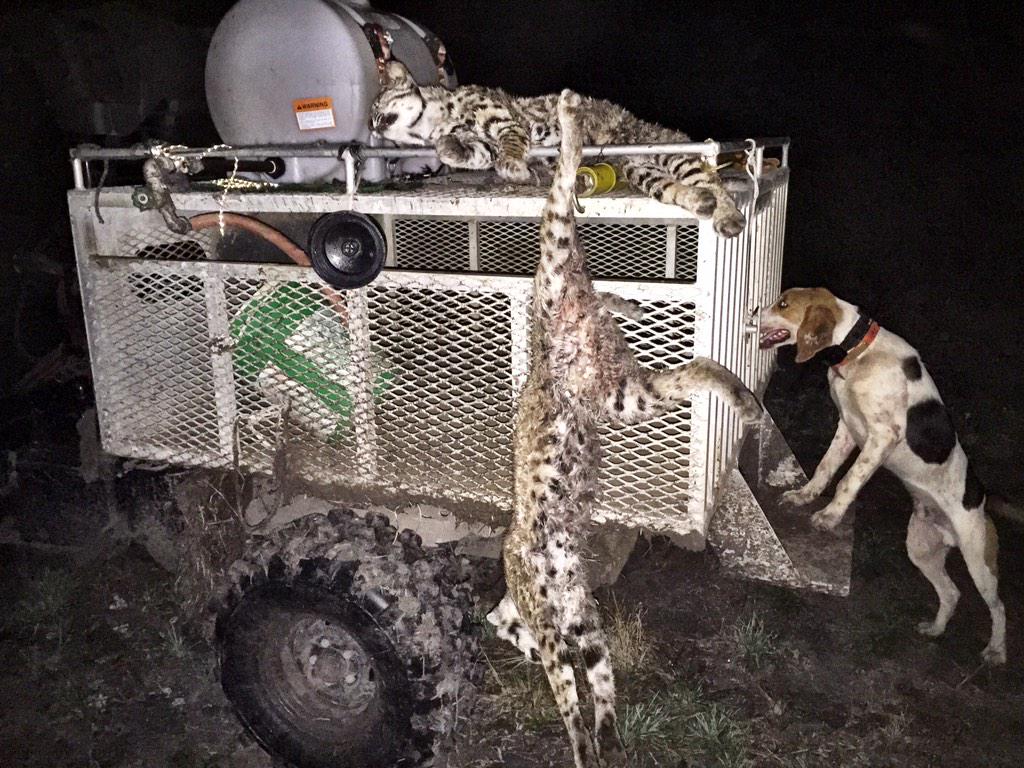 tv_wild's tweet photo. Another good Tom tonight. #thesportsmanschannel #wildliferstv #houndsandhunting #cantgetenough #bobcathunting http://t.co/kR3uH9cXib